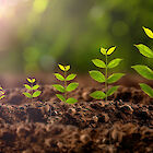 Symbolic image of young plants sprouting from the earth.